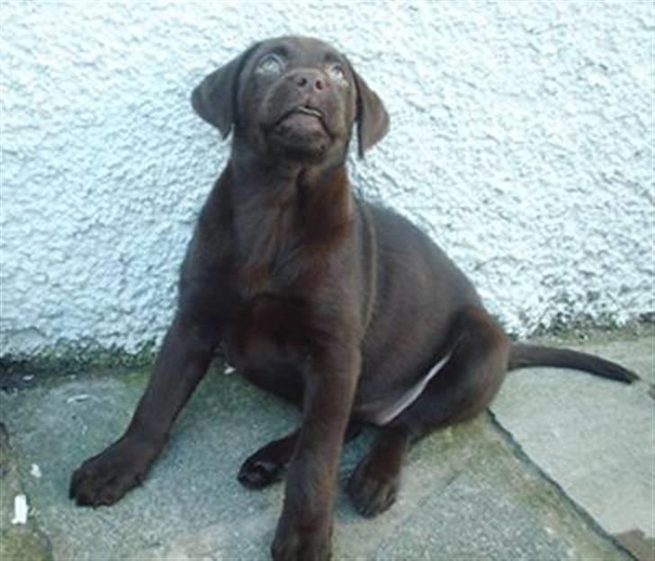 Labrador retriever Lucky billede 4