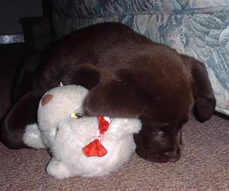 Labrador retriever Lucky billede 5