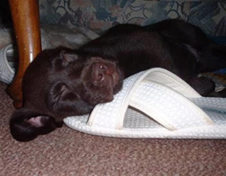 Labrador retriever Lucky billede 6