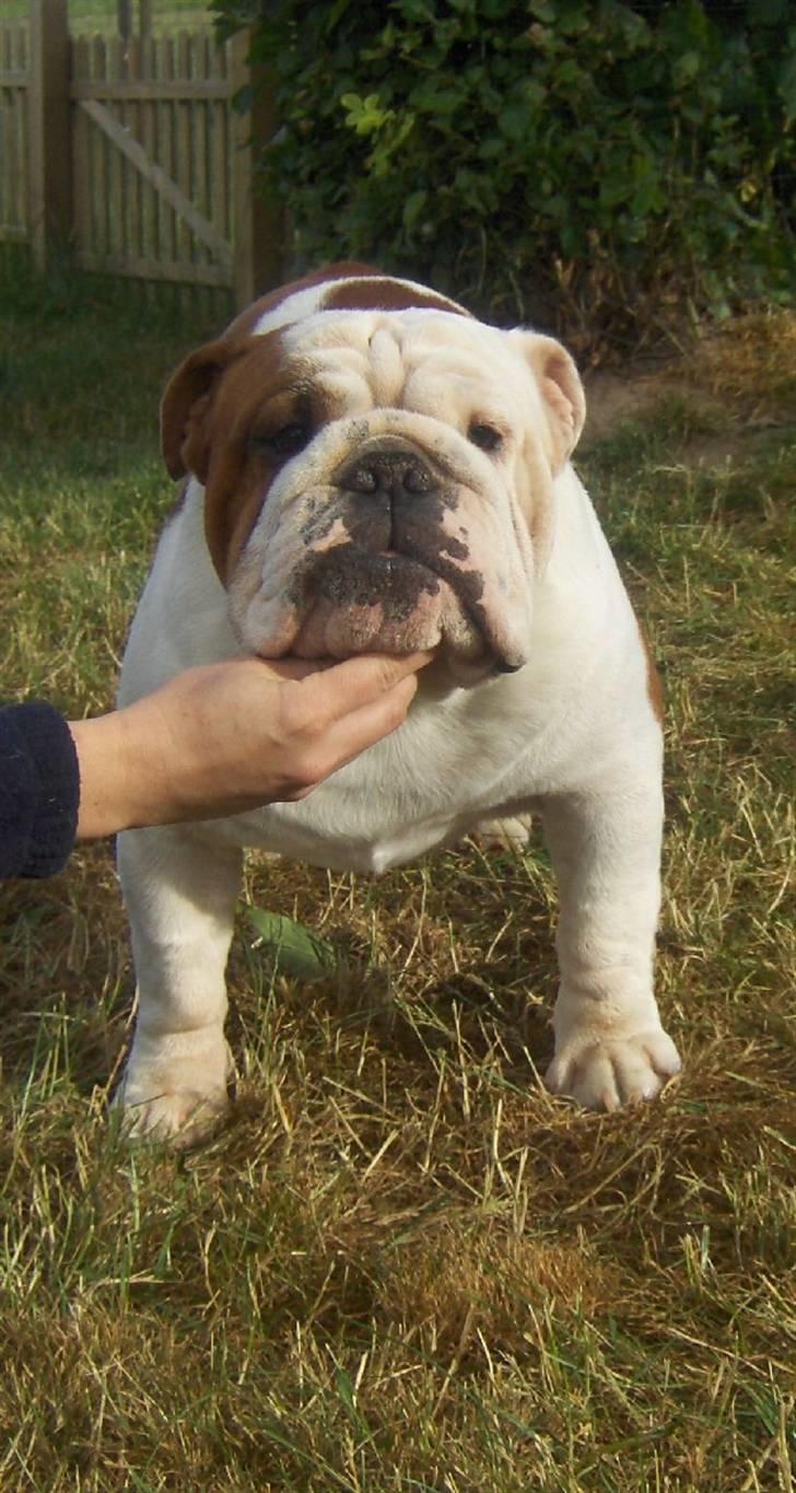 Engelsk bulldog Aaron - Aaron 23 måneder billede 2