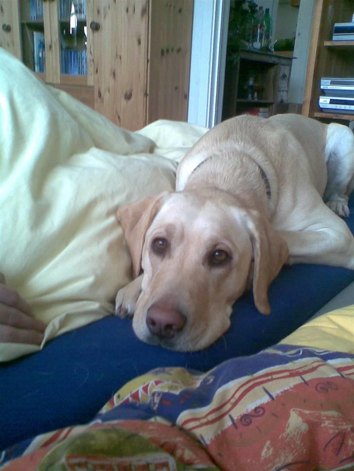 Labrador retriever Tanja billede 1