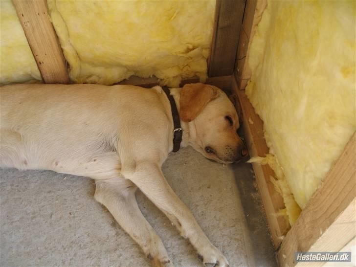 Labrador retriever Tanja billede 2