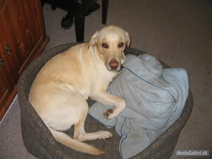 Labrador retriever Tanja billede 3