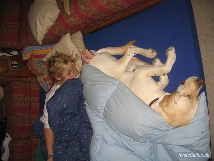 Labrador retriever Tanja billede 4