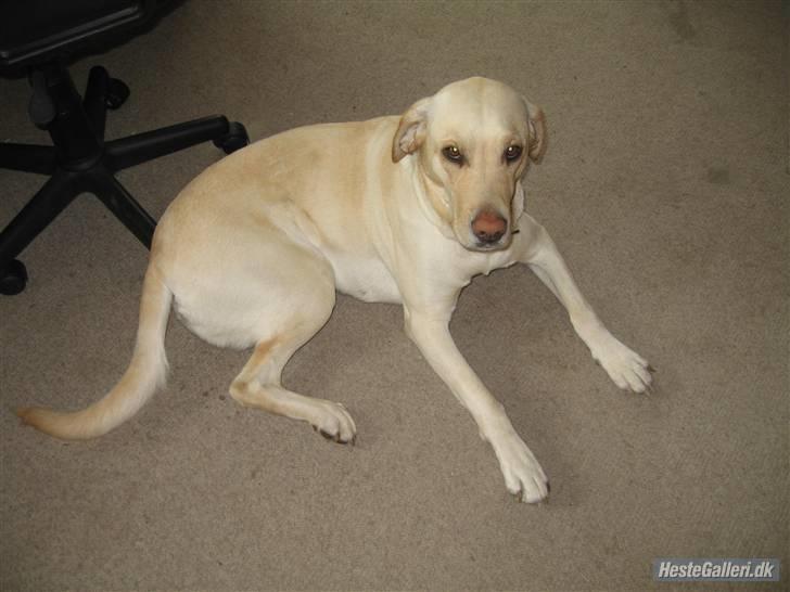 Labrador retriever Tanja billede 5