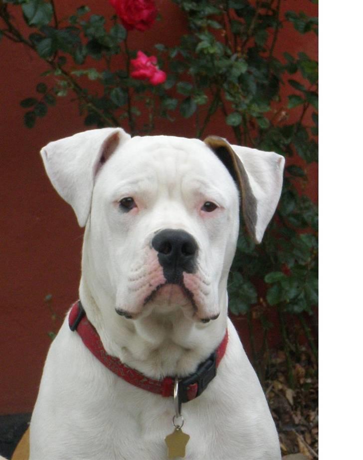 Amerikansk bulldog Winston C. billede 1