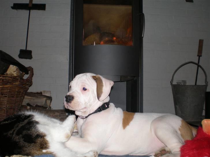 Amerikansk bulldog Winston C. billede 2