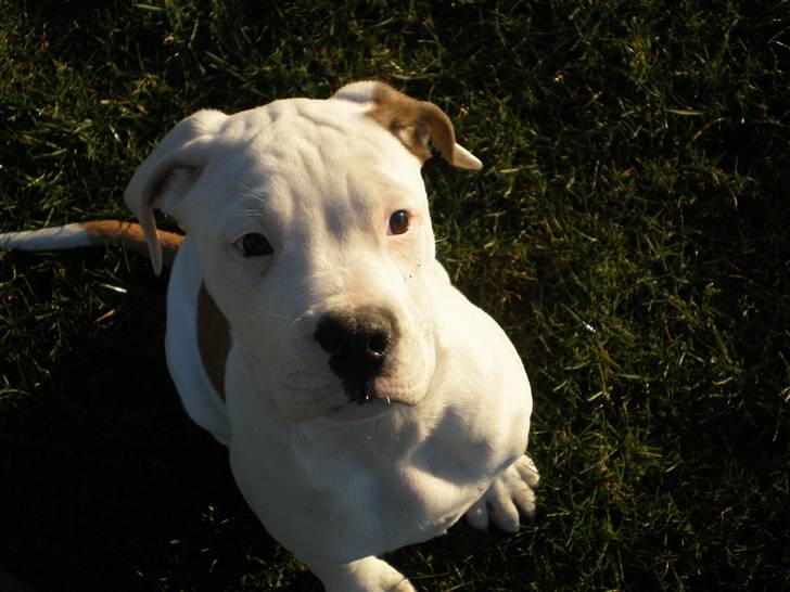 Amerikansk bulldog Winston C. billede 3