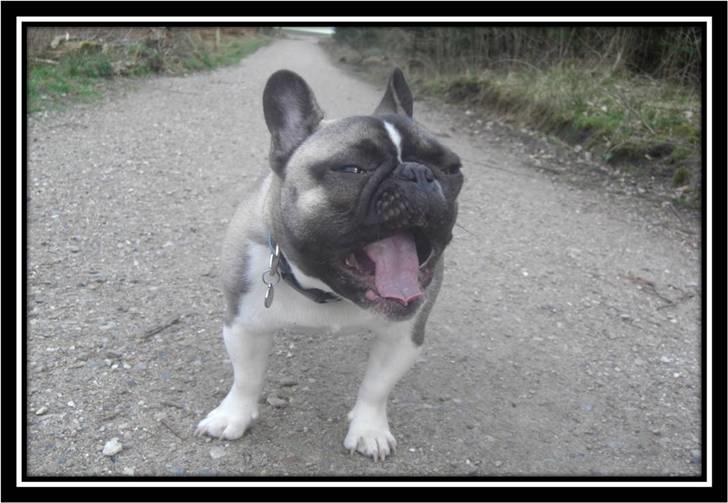 Fransk bulldog Kato *RIP* - Gaaaaab! billede 11