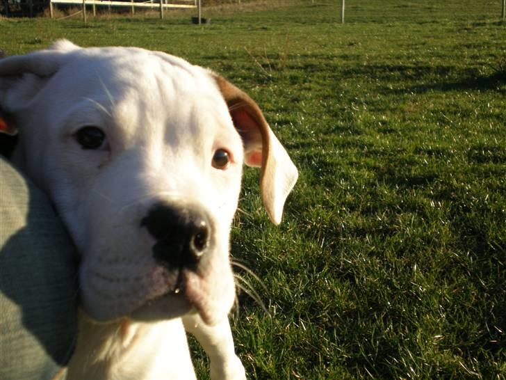 Amerikansk bulldog Winston C. billede 4