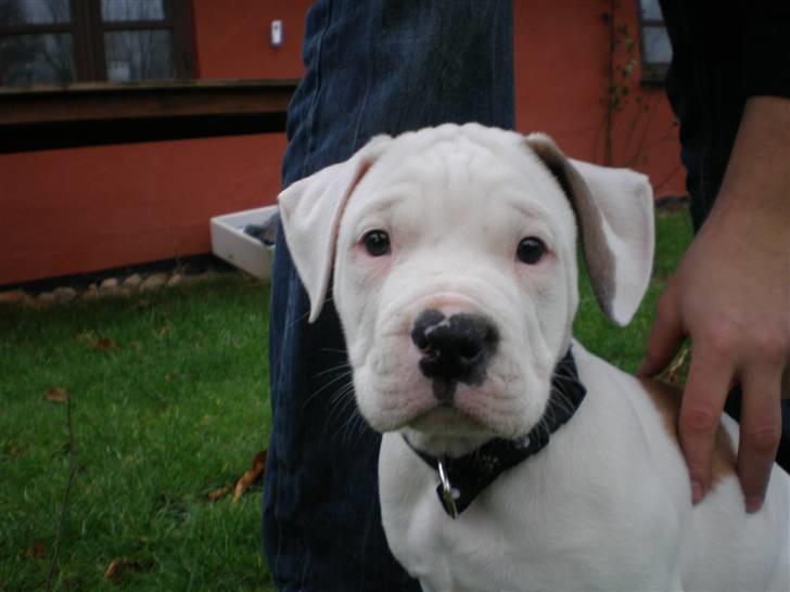 Amerikansk bulldog Winston C. billede 5