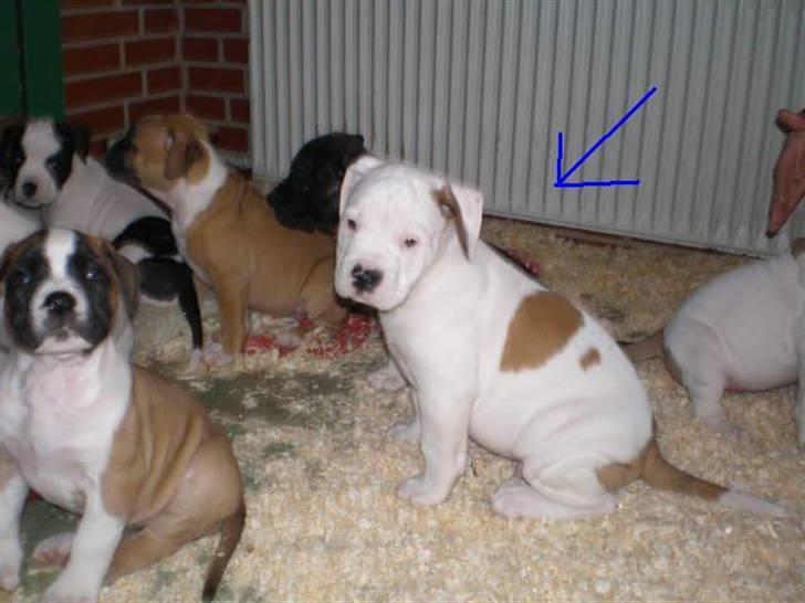 Amerikansk bulldog Winston C. billede 6