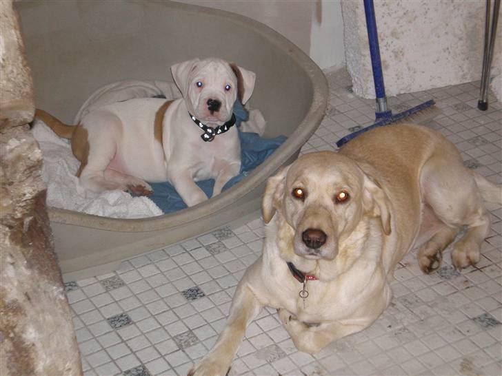 Amerikansk bulldog Winston C. - Første aften i mit nye hjem. Laika passer på mig... Det gør hun stadig. billede 7