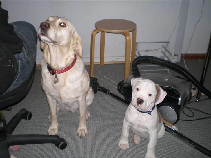 Amerikansk bulldog Winston C. - Så far nu har vi støvsuget. Giv os så de kiks der! billede 8