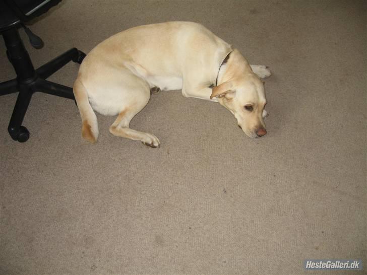 Labrador retriever Tanja billede 6