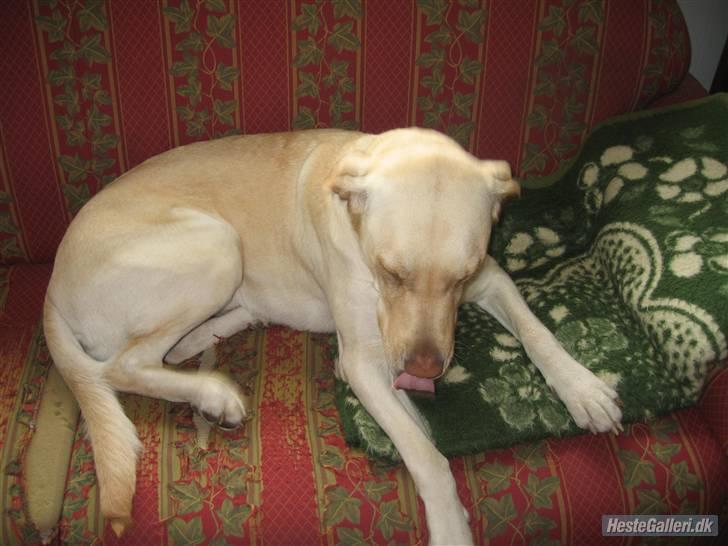 Labrador retriever Tanja billede 8