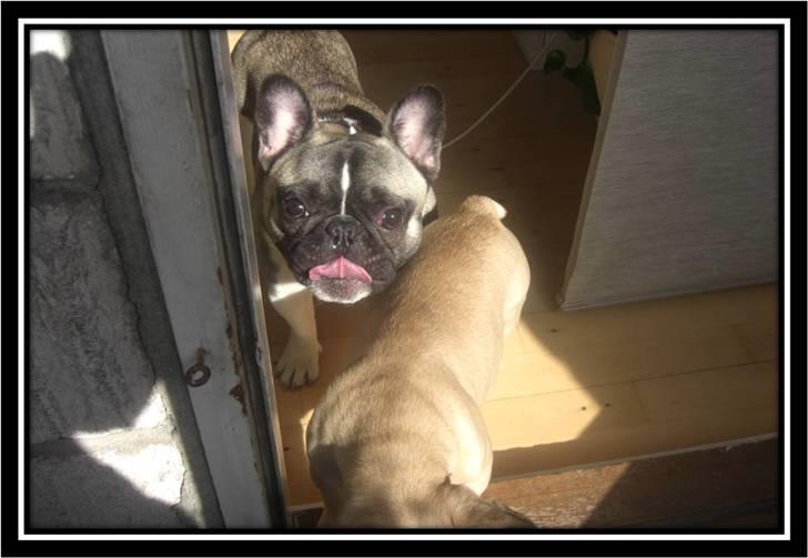 Fransk bulldog Kato *RIP* - Mmm, gir du en godbid? billede 13