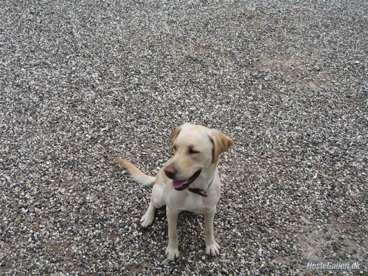 Labrador retriever Tanja billede 10