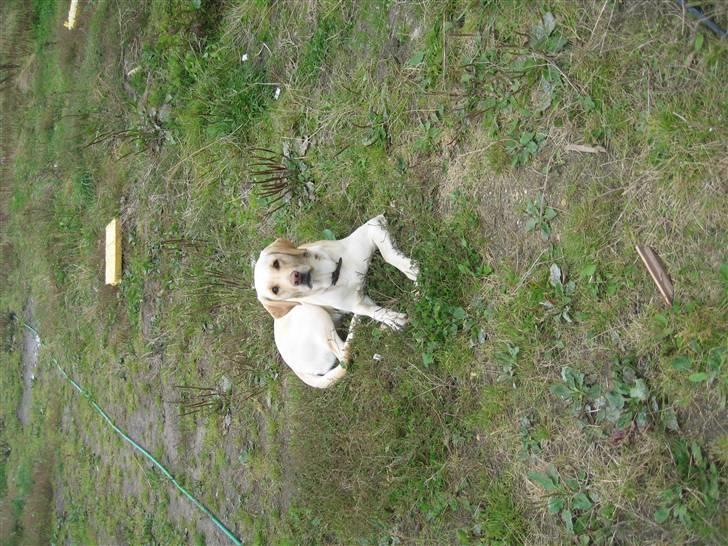 Labrador retriever Tanja billede 11