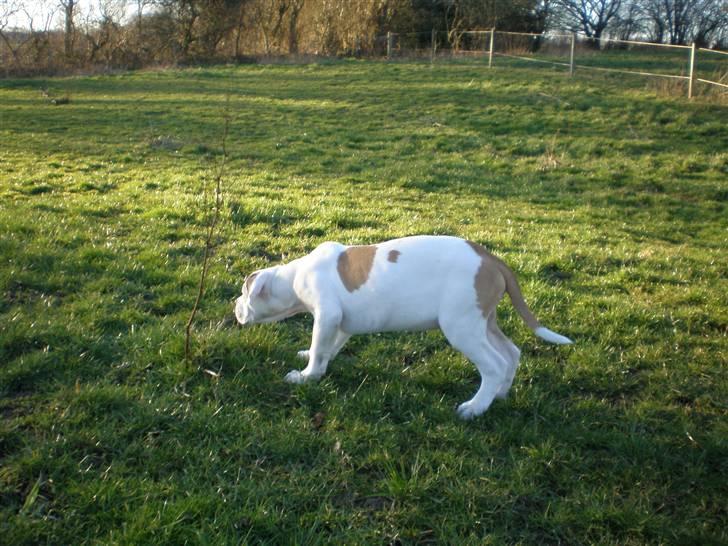 Amerikansk bulldog Winston C. billede 9