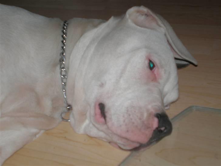 Amerikansk bulldog Winston C. - Ja ja far, jeg smiler alt hvad jeg kan...  billede 10