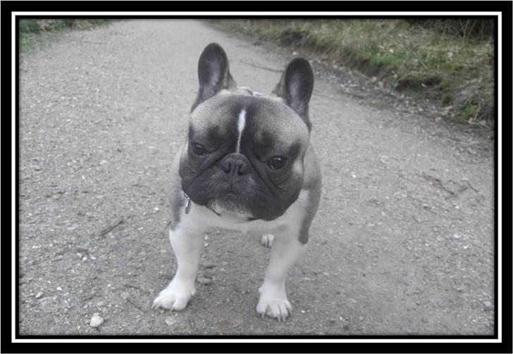 Fransk bulldog Kato *RIP* - Ser mit hoved stort ud i forhold til min krop?? :-) billede 14