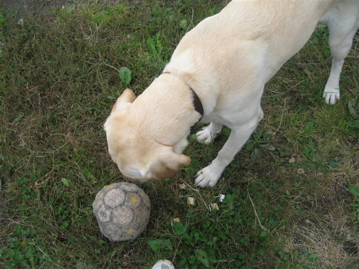 Labrador retriever Tanja billede 12
