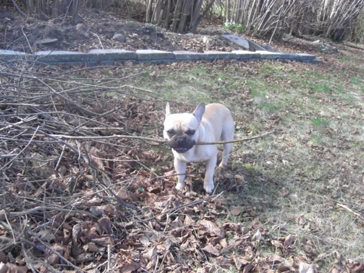 Fransk bulldog Milo - Hjælper med at fælde nøddetræer i den nye have billede 14