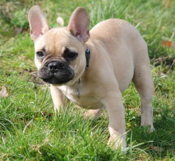 Fransk bulldog Milo - Milo i Hareskoven billede 15