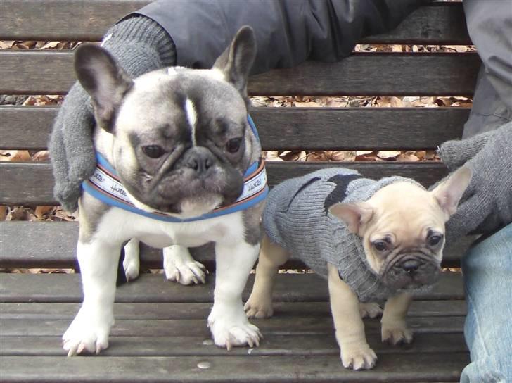 Fransk bulldog Milo - Milo på tur i Bernstorffsparken med storebror Kato billede 16