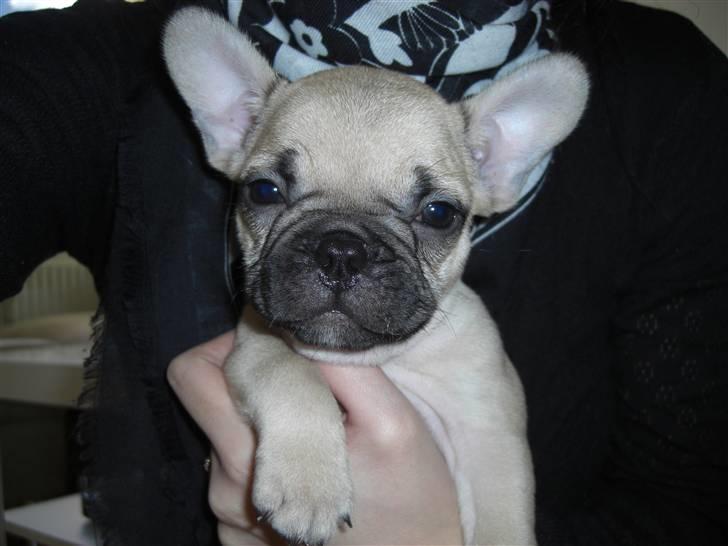 Fransk bulldog Milo - Lille Milo billede 17