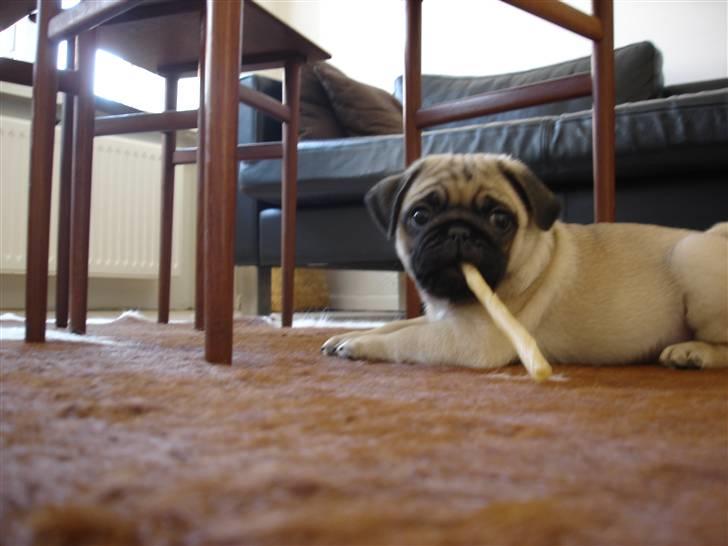 Mops Muffin - Hygger lidt med at gnave billede 3