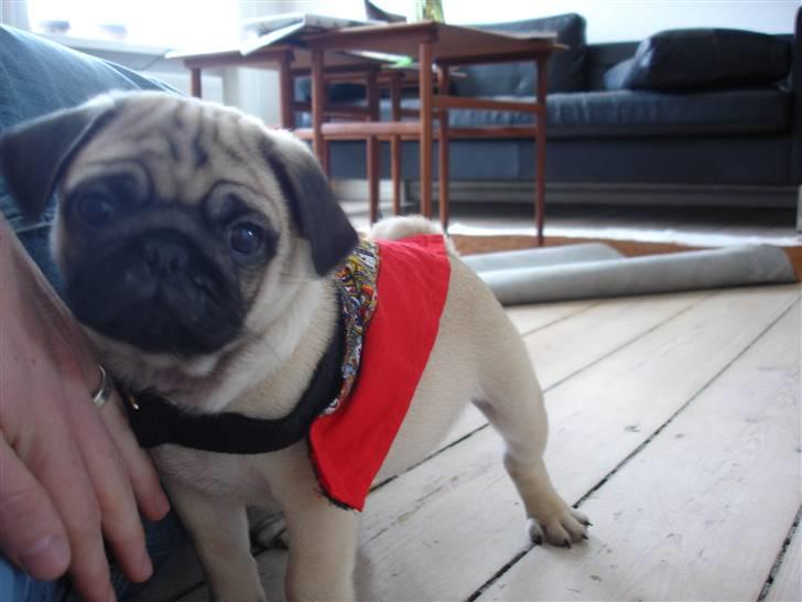 Mops Muffin - Vil gerne have smart tøj på, men er lidt for lille endnu. billede 4