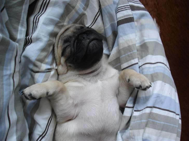 Mops Muffin - Zzzzz.... billede 5