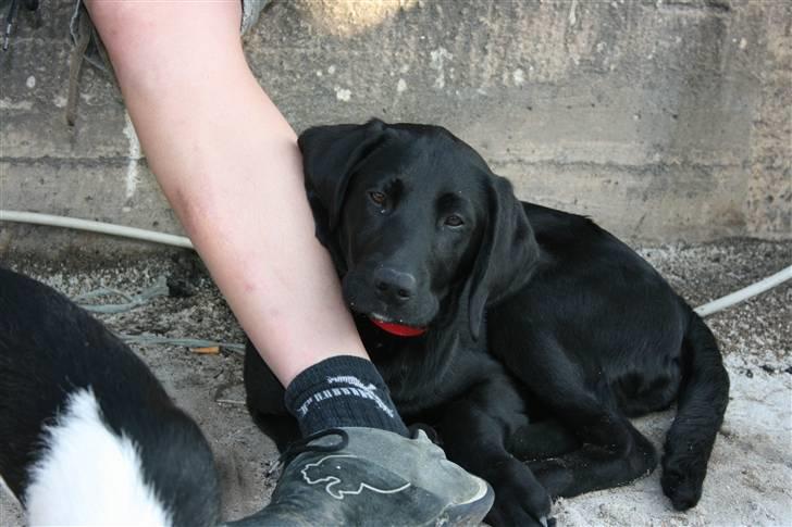 Labrador retriever Buster billede 1