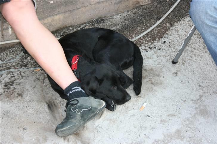 Labrador retriever Buster billede 2