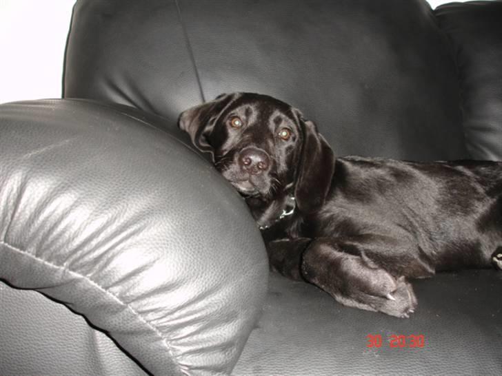 Labrador retriever Buster billede 3