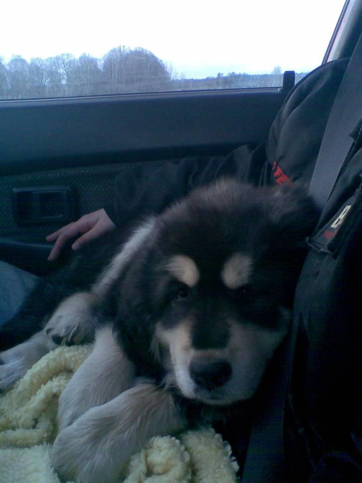 Tibetansk mastiff Tseepo - På vej hjem fra Sverige      9 UGER billede 3