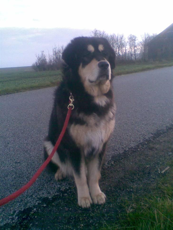 Tibetansk mastiff Tseepo - 11 MÅNEDER billede 4