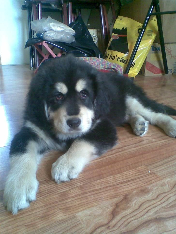 Tibetansk mastiff Tseepo - 9 UGER billede 5