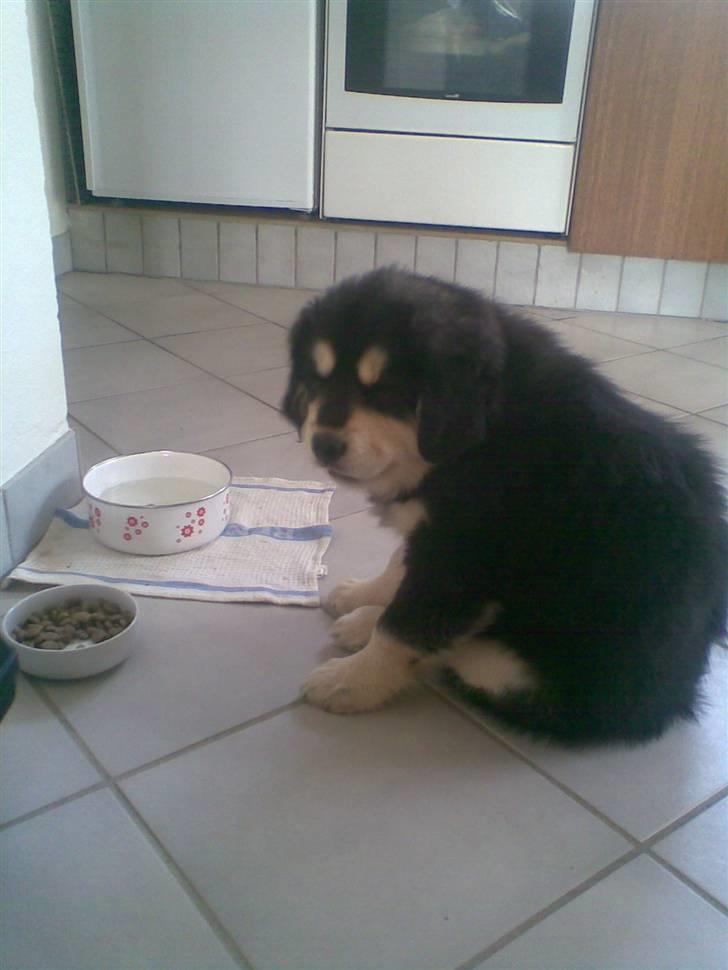 Tibetansk mastiff Tseepo - 9 UGER billede 6