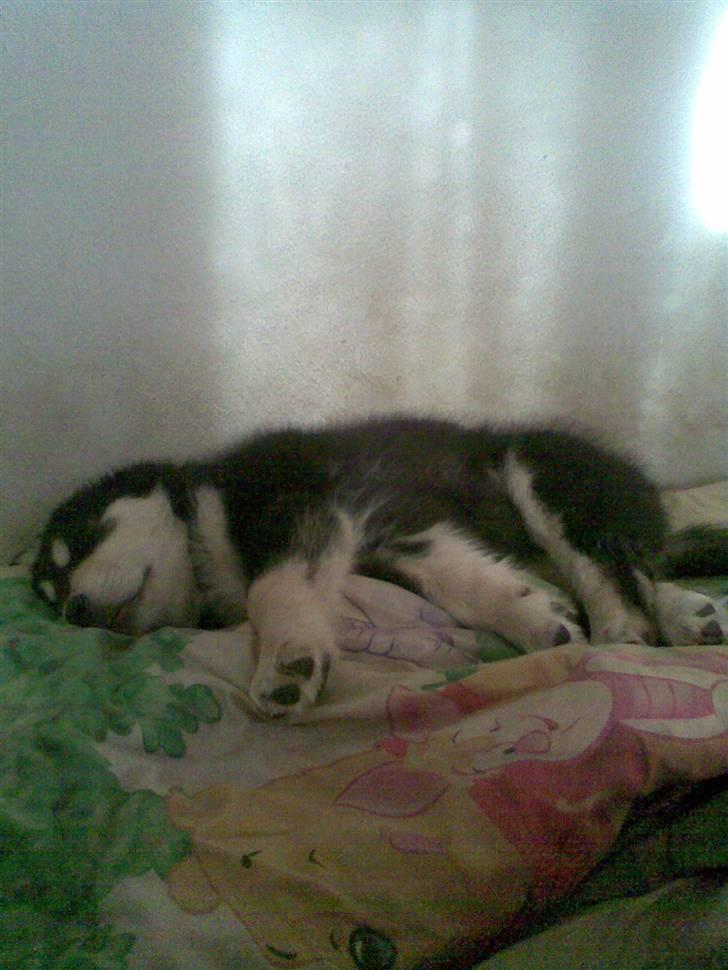 Tibetansk mastiff Tseepo - 9 UGER billede 7