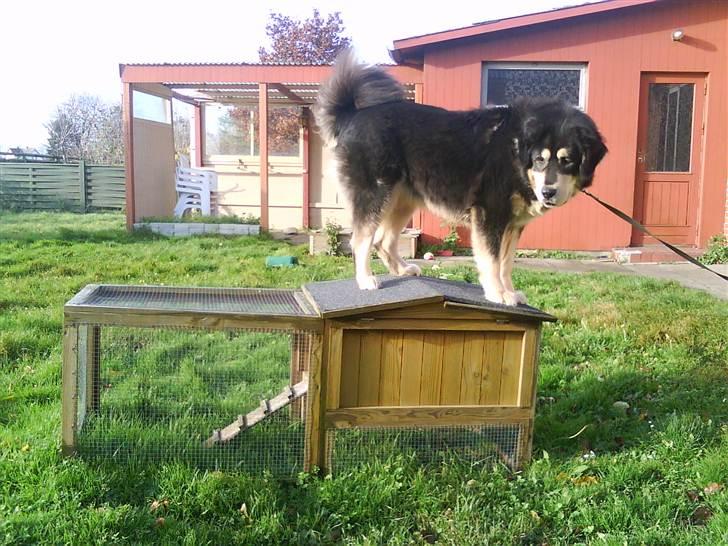 Tibetansk mastiff Tseepo billede 8
