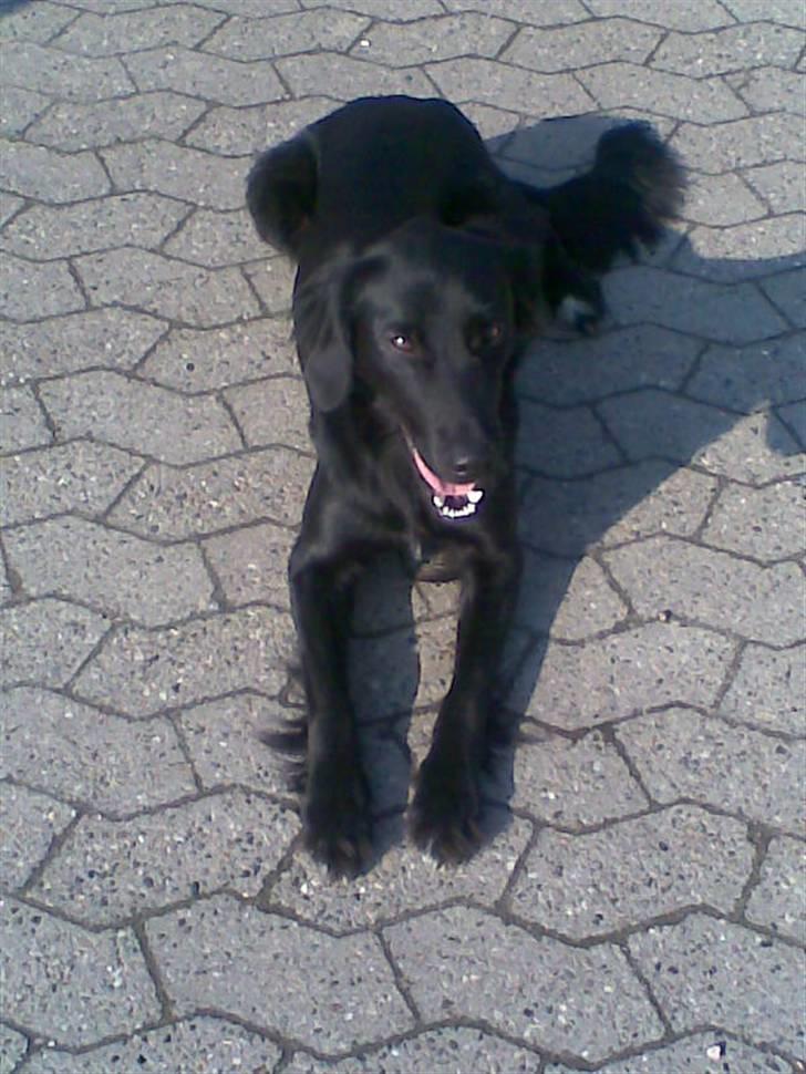 Blanding af racer Happy  billede 8