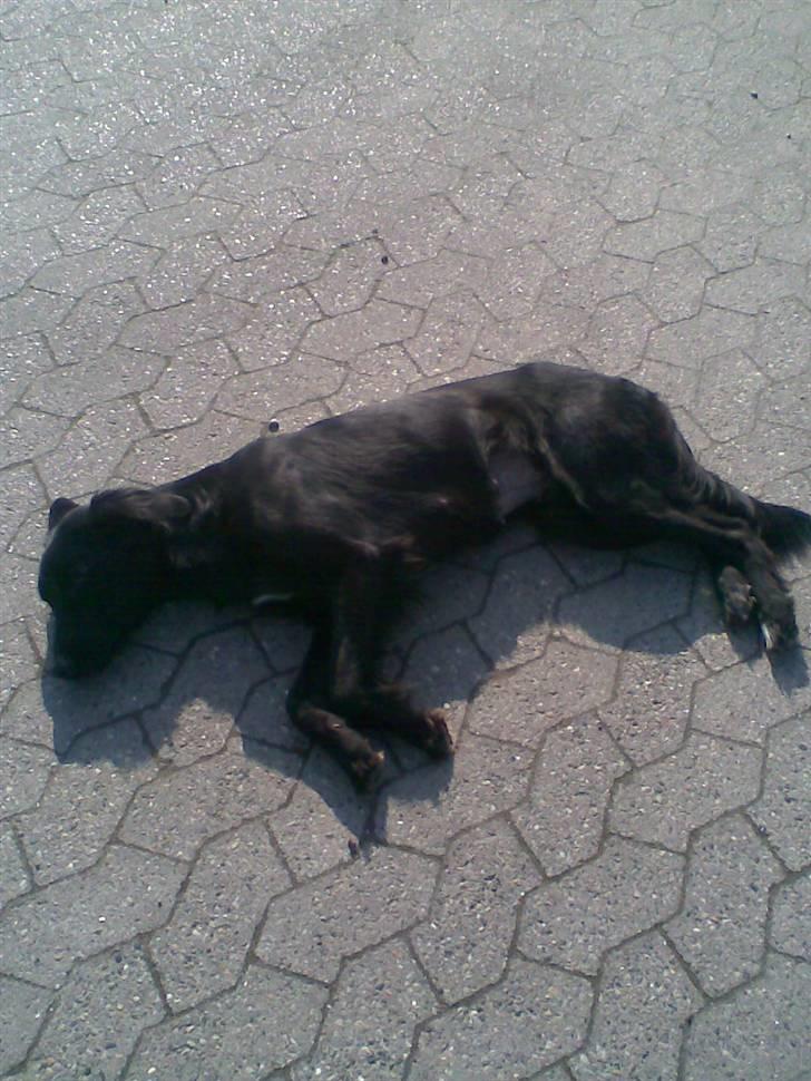 Blanding af racer Happy  billede 9