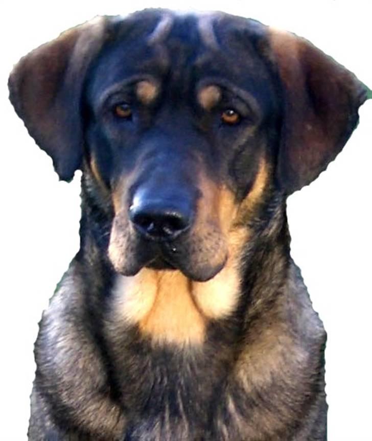 Blanding af racer Kenzo billede 1