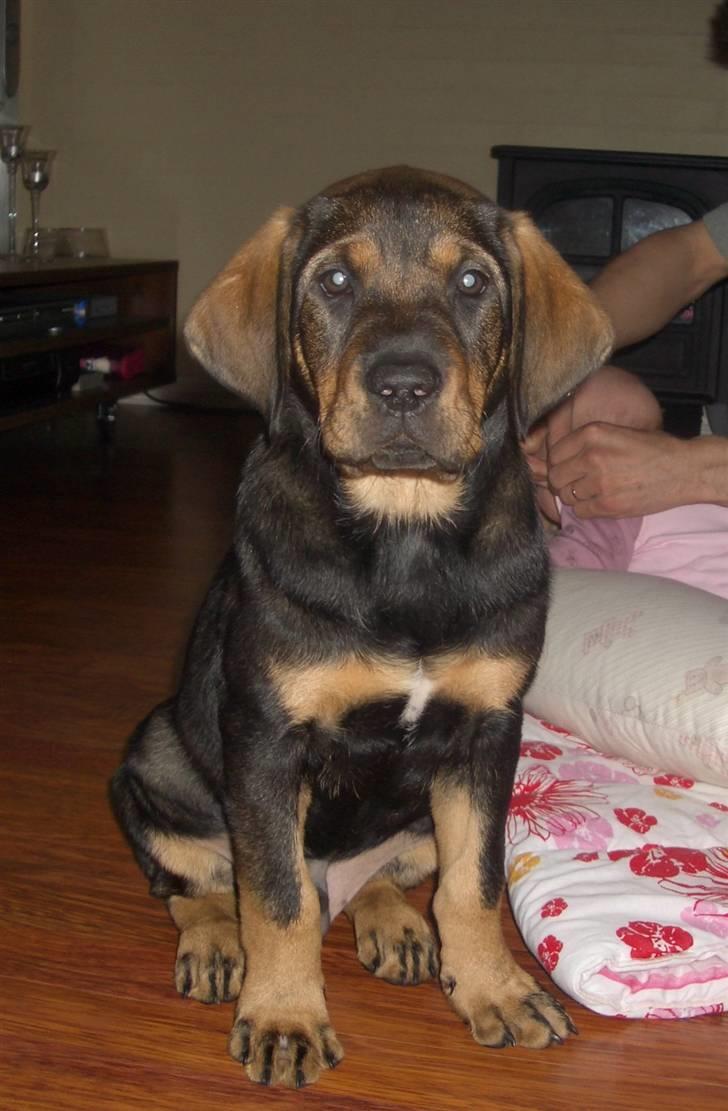 Blanding af racer Kenzo billede 2