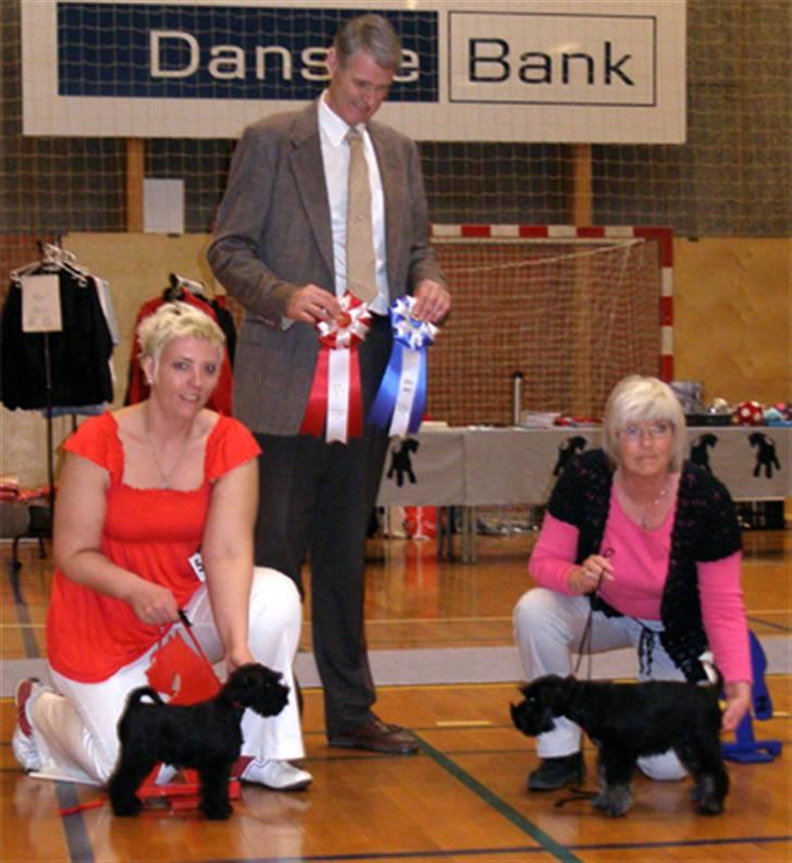 Dvaergschnauzer Sváva's Elenna - Tazhia - Tazhia BIS Baby i Gesten 0-04-2008 billede 11