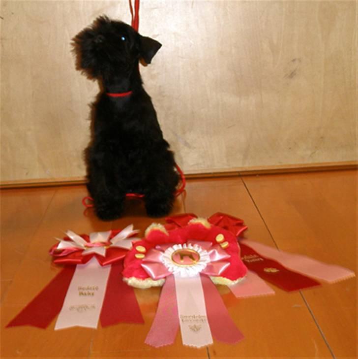 Dvaergschnauzer Sváva's Elenna - Tazhia - ALLE hendes præmier billede 12