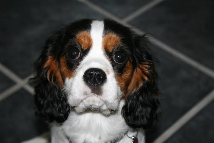 Cavalier king charles spaniel Annexgårdens Lea billede 6